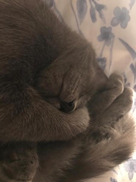 Guess my kitten's breed/ age