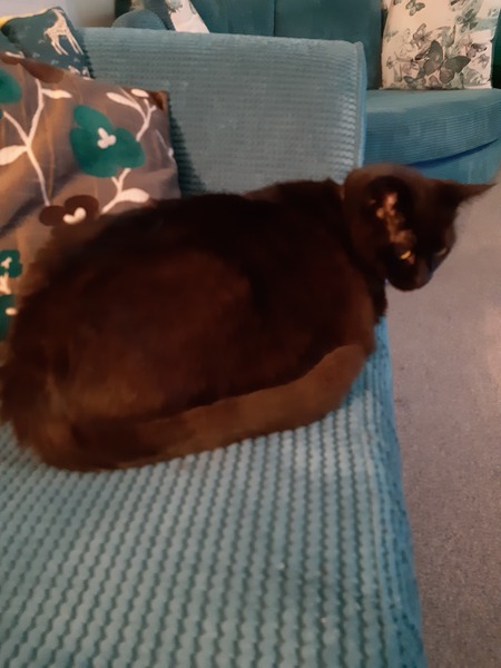 What's your DCat up to today? (Thread 8)