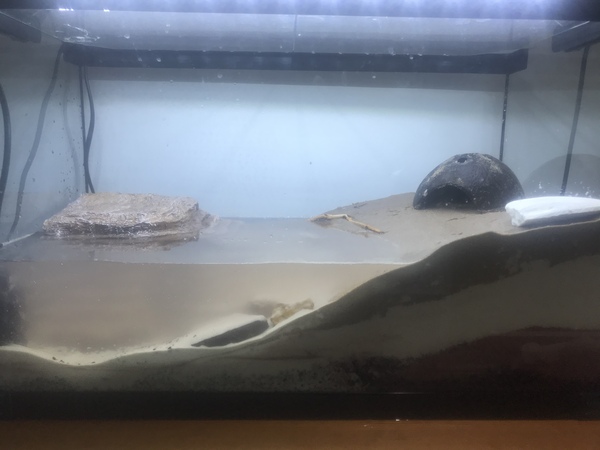 AIBU to ask if anyone has rainbow crabs?