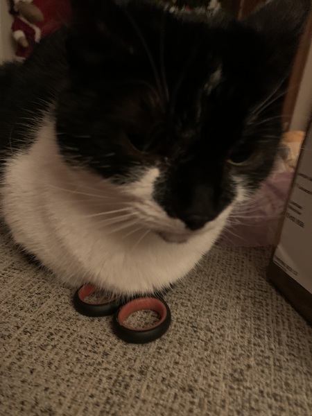 Is anyone else’s cat as neglected as mine?