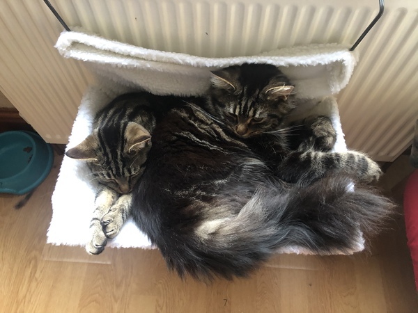 Captain V, Paws, catnip or dreamies?
