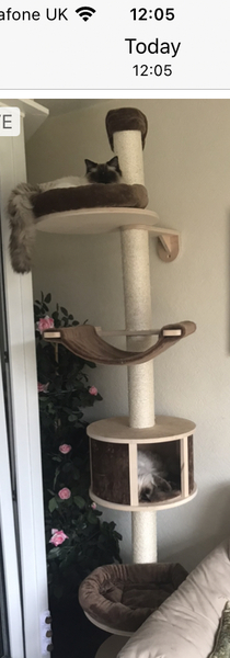 Show me your cat tree please!