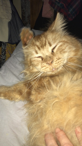 Cat chat thread we've lost count