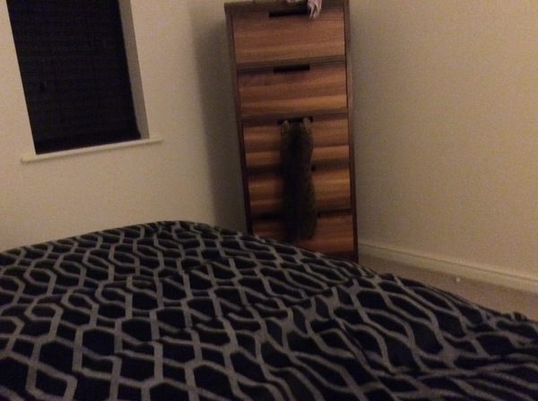 Anyone on here have a Bengal cat ?