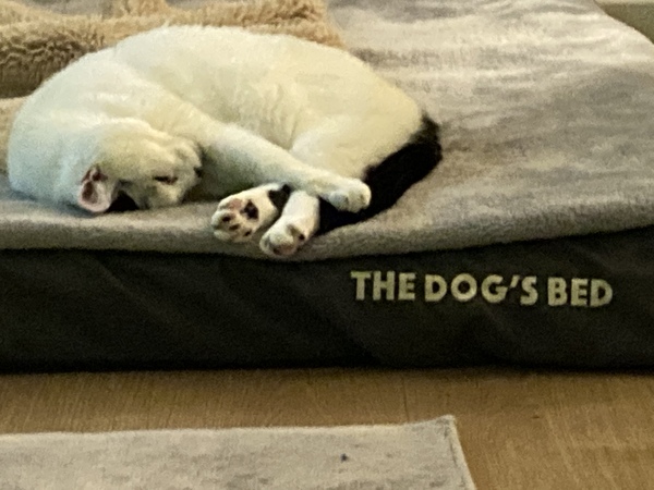 Have you ever seen a cosier cat?