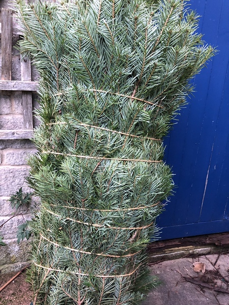 Real tree Vs artificial tree? Is it a status symbol?