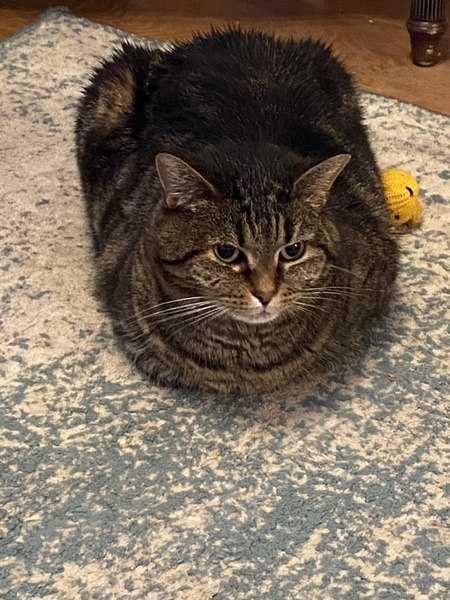 Is anyone else’s cat as neglected as mine?