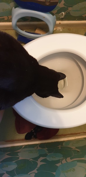 Is anyone else’s cat as neglected as mine?