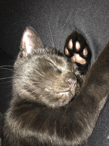 Kitten has diarrhea