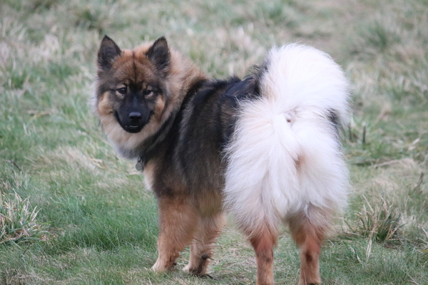 If you chose your dog because of the type of breed answer my questions..