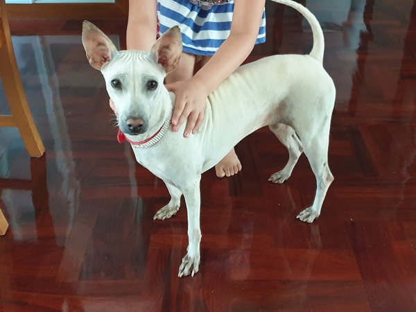 Newly adopted rescue dog won't pee!
