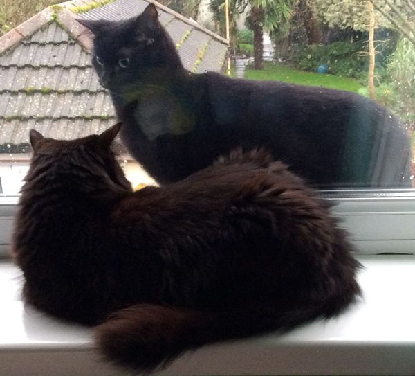 Westministenders: Festive Edition