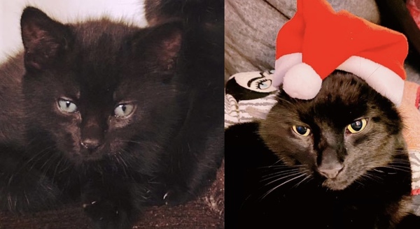 How it started vs How it's going - the kitten to cat version