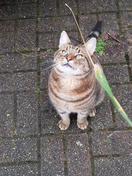 Thug cat part 3.  Unbidden guests are often welcomest when they are gone.