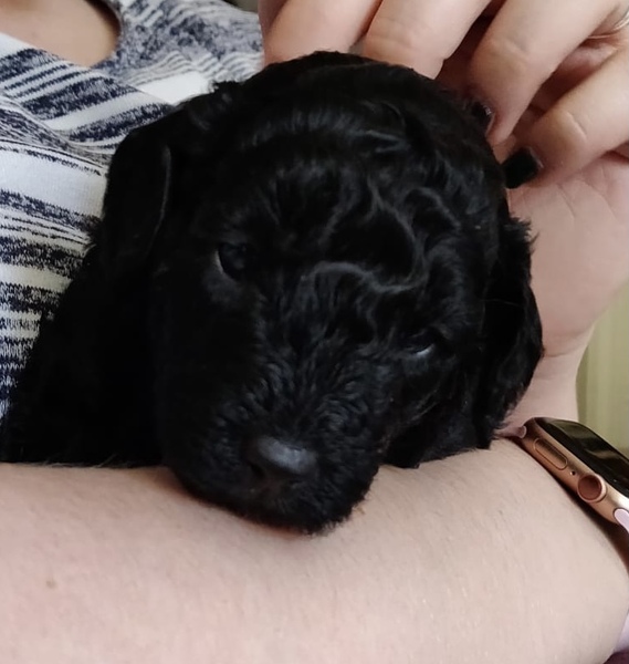 Puppy Survival Thread - December