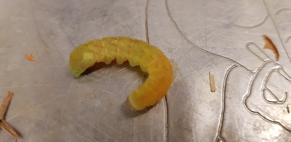 What is this Caterpillar?