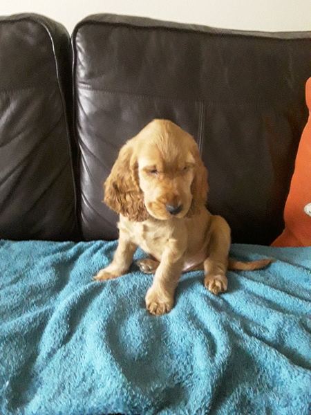Puppy