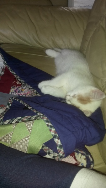 Have you ever seen a cosier cat?