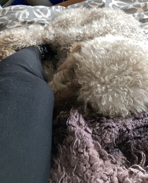aibu to not understand why dog owners let their dogs sleep with them in bed?