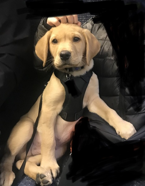 Puppy survival thread October/November!