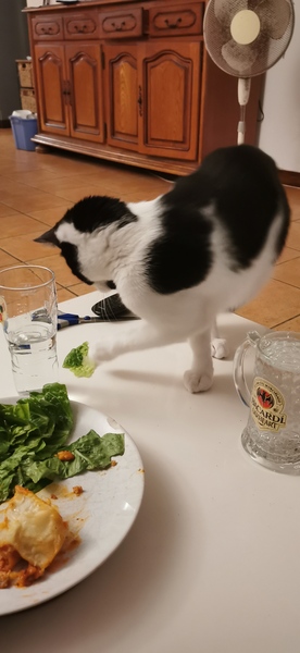 What does your dcat eat that you wouldn't expect