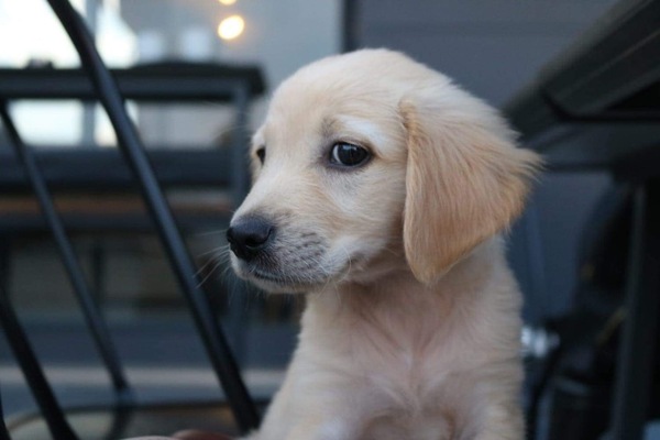 Preparing for rescue puppy (and guess the mix!)
