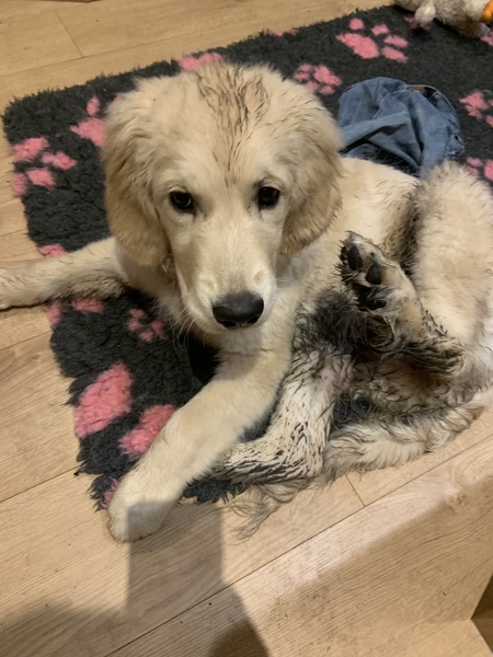 Puppy Survival Thread - December