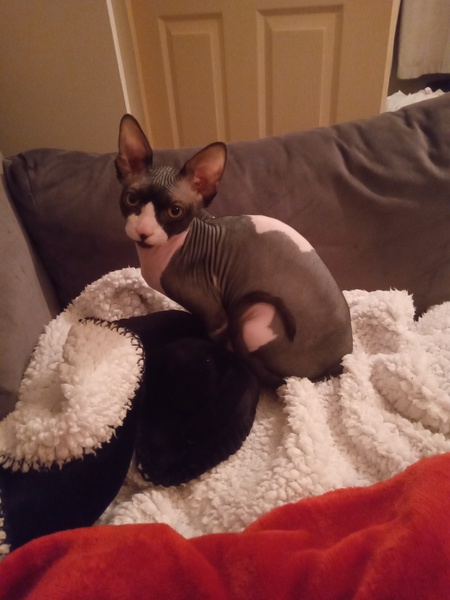 My new blankets have been stolen!