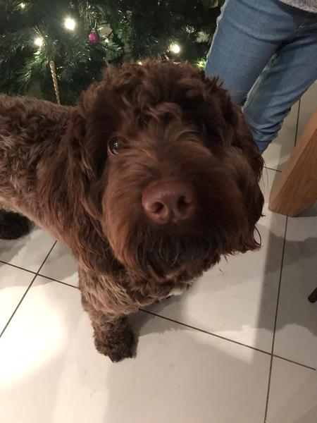 Westministenders: Festive Edition