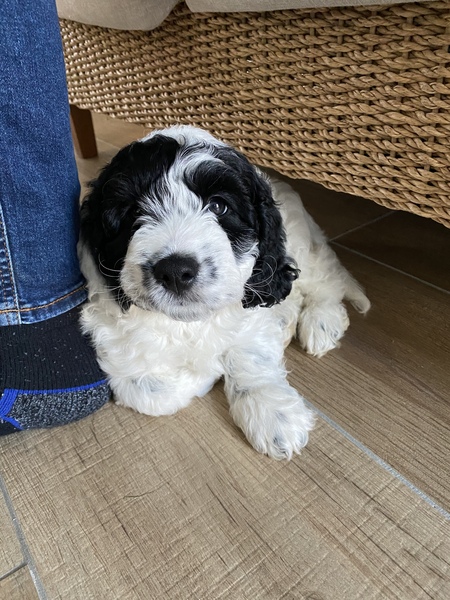 Puppy with a 15 month old