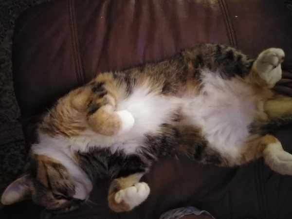 Have you ever seen a cosier cat?