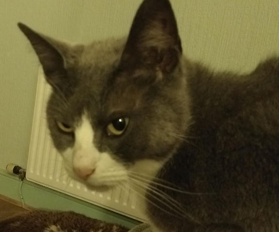 Cat with UTI :(