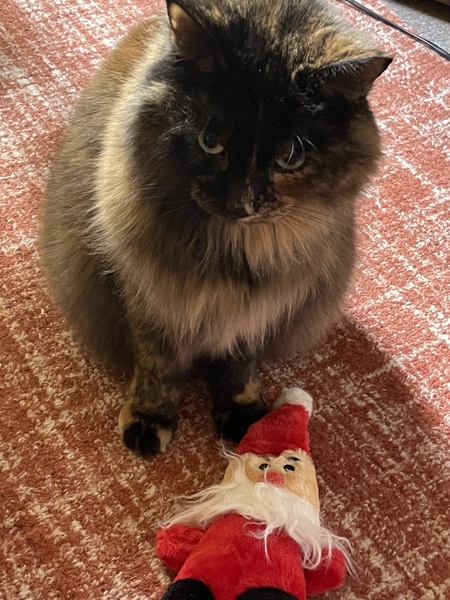 What's your DCat up to today? (Thread 8)