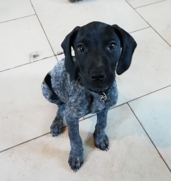 Puppy survival thread October/November!