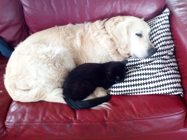 Dog on sofa - yes or no vote