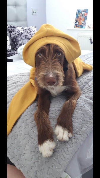 My dog is the best dog