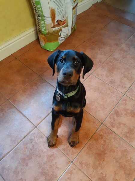 Puppy Survival Thread - December