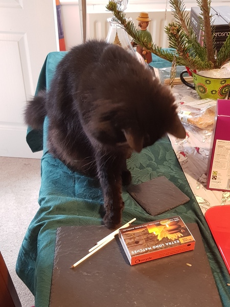 What's your DCat up to today? (Thread 8)
