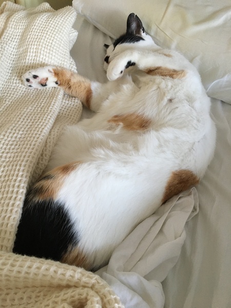 Have you ever seen a cosier cat?