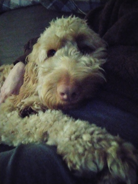 Barking, all the time day and night, I'm done in.