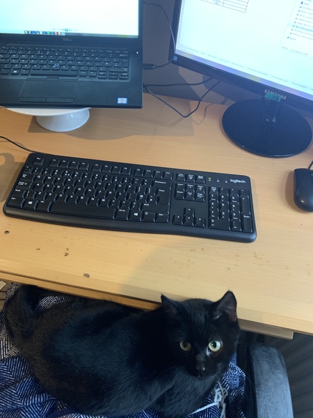 Domesticating a Stray/feral cat