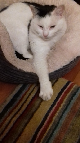 Have you ever seen a cosier cat?