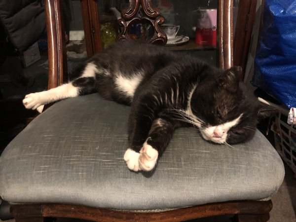 What to do with poor battered stray cat friend