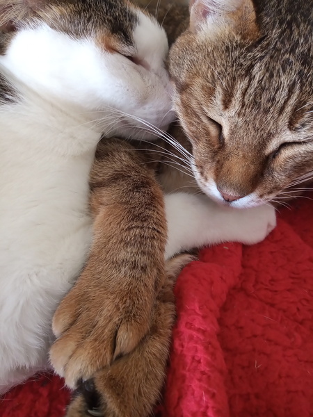 To ask why people think you should have two cats together...