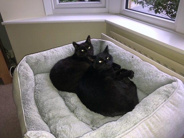 Do your cats have a cat bed?