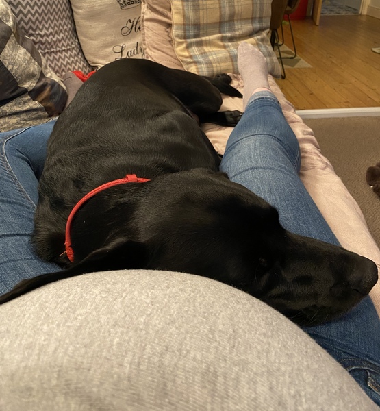 To think the dog knows something I don’t?