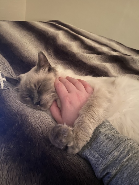 Have you ever seen a cosier cat?