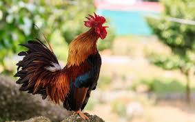 more cock shots - yes or no?
