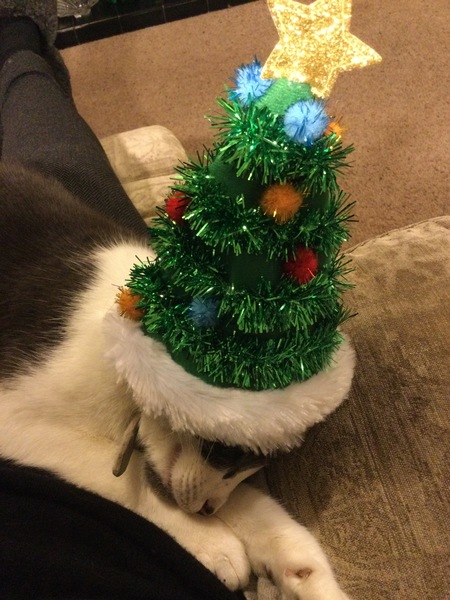 Xmas photo time