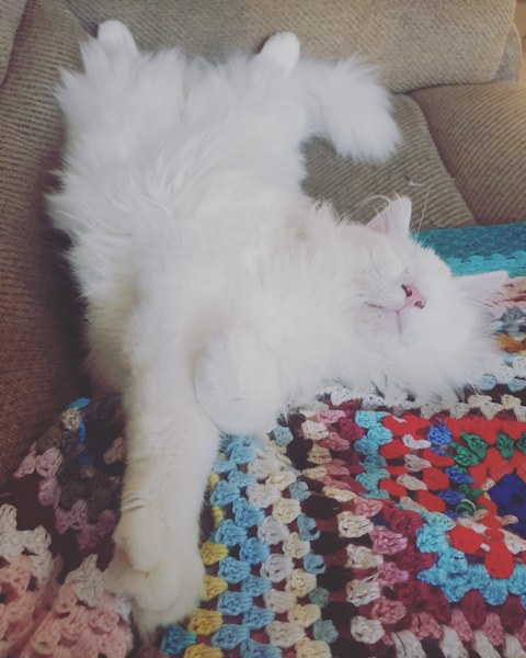 Have you ever seen a cosier cat?